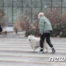 함박눈