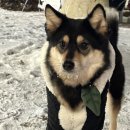 예뿐강아지 이미지