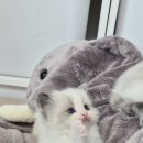 캣돌 캐터리 이미지