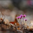 구름산 노루귀 2018,3,12 이미지