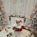 늘, 이쁘개 이미지