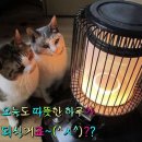 썬다방 이미지