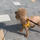 동물병원 다움 이미지