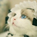 나만고양이없어 이미지