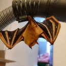 제주야생동물구조센터 이미지