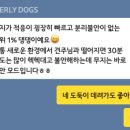 베버리 독스 이미지