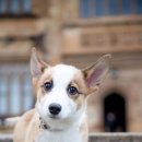 예쁜강아지 이미지