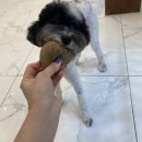 살롱드댕댕 이미지