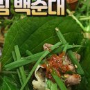 유성 가마솥순대 이미지