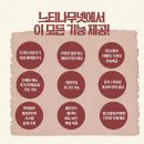 느티나무 플랫폼 이미지