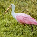 오월의여왕 이미지