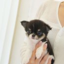 우아퍼피강서 | 강서구강아지, 퍼피팰리스에서 매력적인 치와와 공주님을 만나보세요 :)