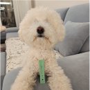 메디덴탈