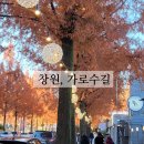 황금빛 가로수길 이미지