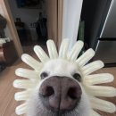 해브9 이미지