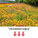 서울식물원 호수원: 장미보다 곱고 벚꽃보다 환상적… 시니어 무료인 ‘연꽃 천국’ 이미지