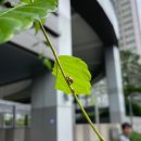 크린21 이미지