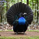 150 Surprising Strangest Birds in the World | 4K Nature ASMR #birdsounds 이미지