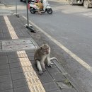 신성슈퍼 | 띠르타엠풀사원, 티스카페, 발리스윙, 우붓코코슈퍼마켓, 몽키포레스트, 푸트리우붓스파3, 파시르우붓