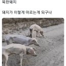 북한 돼지 불쌍해 이미지