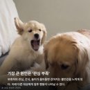 WE동물병원 | 강아지도 질투할까요? 연구 결과를 찾아봤습니다