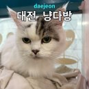 캣다방 | 대전 고양이있는카페 냥다방 둔산동 실내 놀거리 데이트
