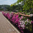 먼곳을바라보는남자, | 260616 만보걷기와 안양예술공원 APAP와 신세계 모바일 상품권 경품