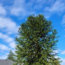 아라우카리아 아라우카나(Araucaria araucana) 이미지