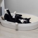 성북제일큰약국 | 강아지 고양이 심장사상충약, 성북구 대형약국 제일큰약국