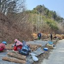 참나무 표고버섯 종균접종목 분양합니다. 이미지