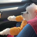 들안길애견펜션 | [후기] 구례 들안길 (애견펜션)