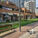 포에버퍼피 이미지