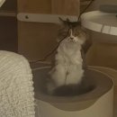 함께냥 대전점 이미지