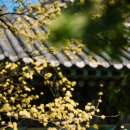 물오름달 이미지