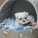 눈초롱안과의원 | 청담눈초롱안과병원 당뇨 백내장 수술 후기 말티즈 백내장