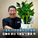 근조화환꽃배달관엽식물 | 중요한 날 품격을 높여준 신호트리 관엽 동서양란 화환 선물 후기