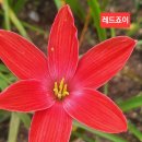 죠이 이미지