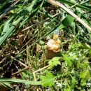 멧돼지 태양광발전소 이미지