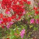 부부축사 이미지