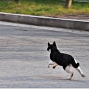 네로는 검은고양이 이미지