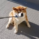 안가
