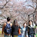 [포토엔]‘여의도 벚꽃축제’ 여의도는 지금 커플천국 이미지