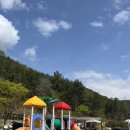 대암 팜트리 이미지