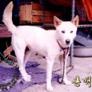 백구로-1 이미지