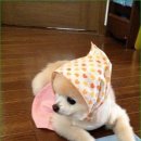 레오로사