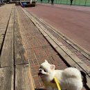 그루밍펫살롱 | [경기/시흥] 르블랑펫살롱 포메 곰돌이컷 반려견 전문 미용실 추천