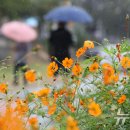 동구-22(대동천 이미지