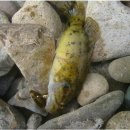 황금낚시 이미지