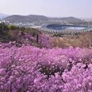 경기도 가볼만한곳 부천 원미산 진달래꽃축제 이미지