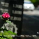 장미공원 이미지